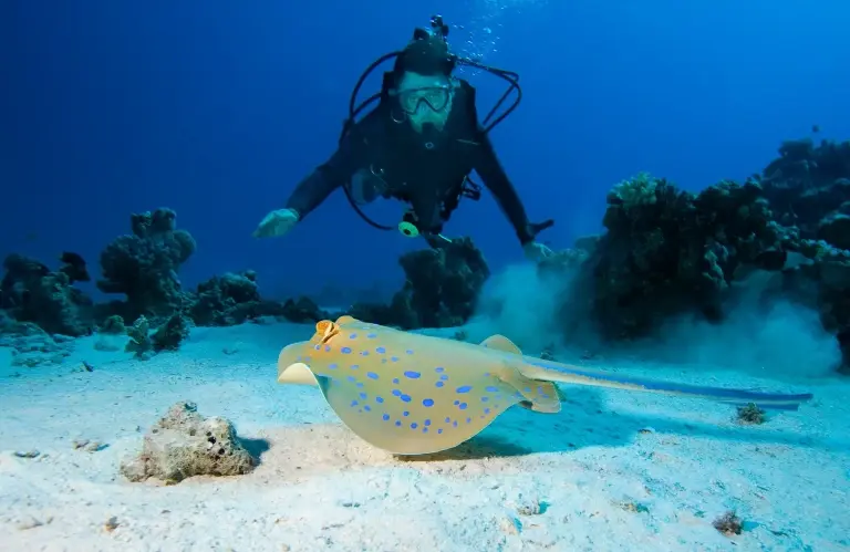 Diver and blue spotted stingray in Egypt