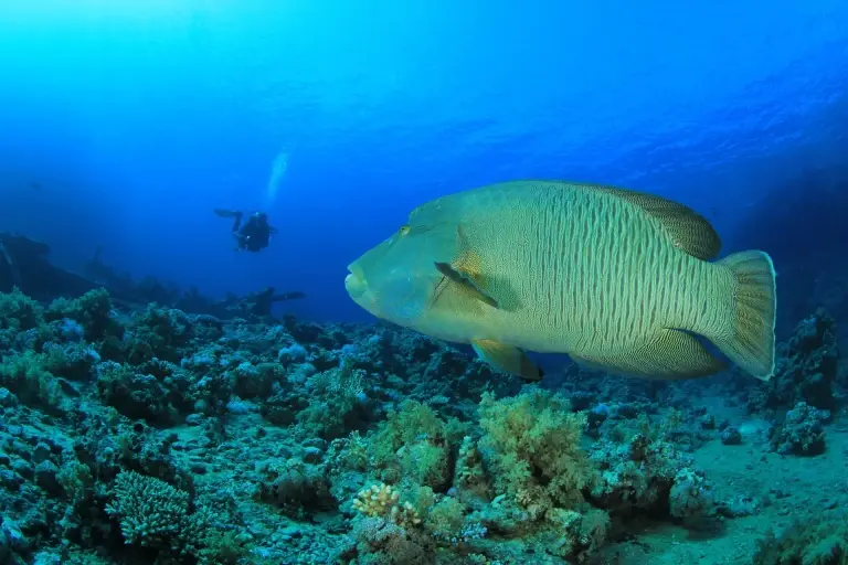 Napoleon wrasse in Daedalus, Red Sea