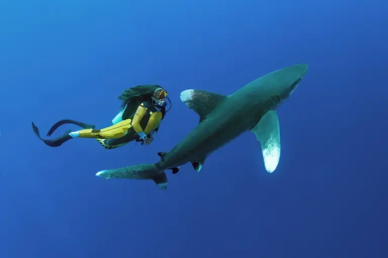 White tip reef shark, Elphinstone, Red Sea