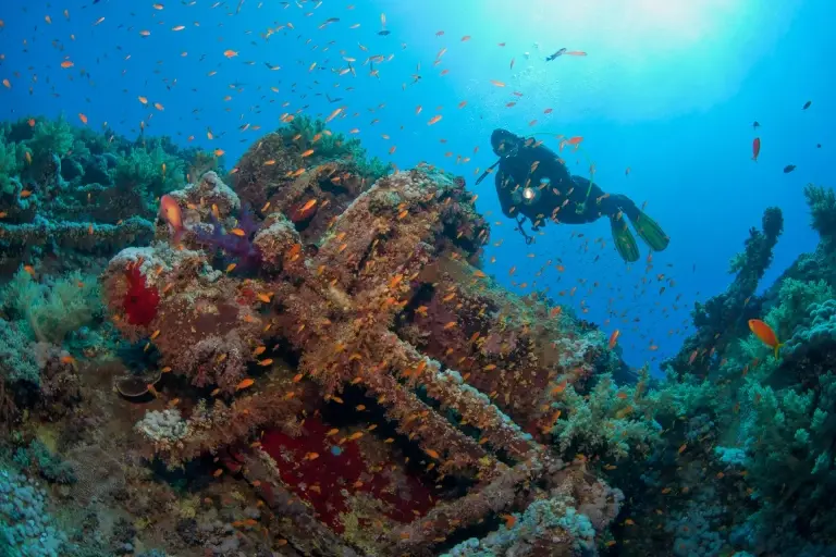 Underwater coral reef, Brother Island, Red Sea