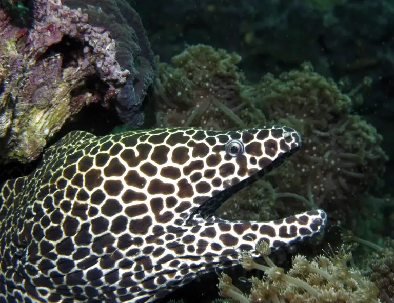 Honeycomb moray eel in Oman