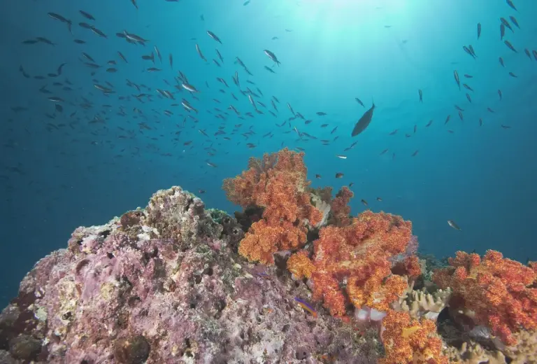 Underwater seascape in Oman