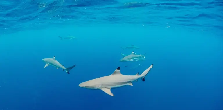 Black-tip reef shark in Palau