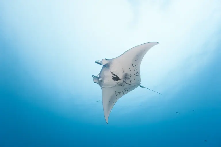 Manta ray in Palau