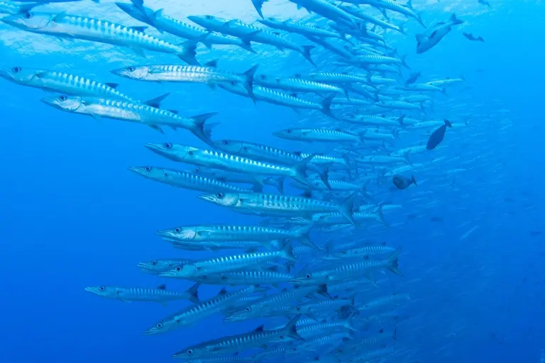 Barracuda school in Egypt