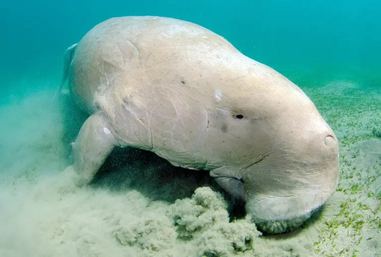 Dugong in Egypt