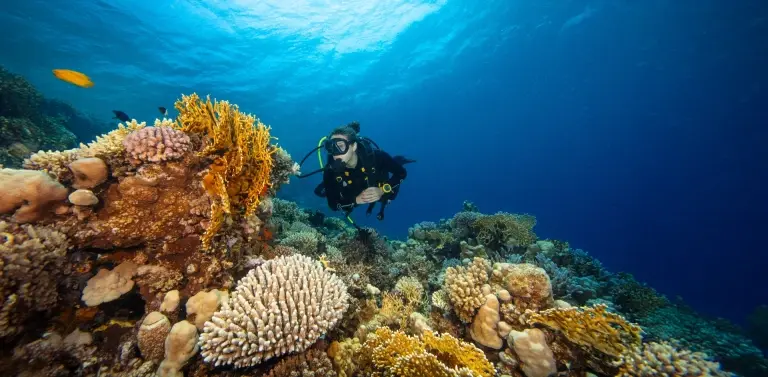 Coral reef & diver in Egypt