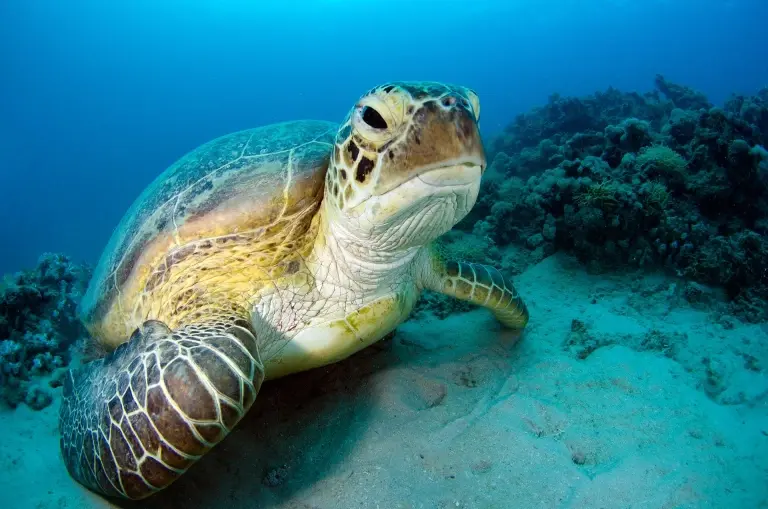 Green turtle in Egypt
