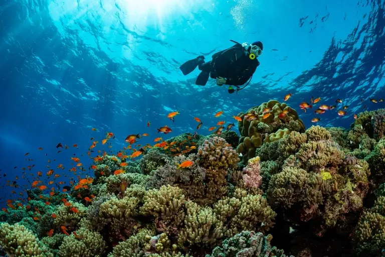 Hard & soft coral in Egypt