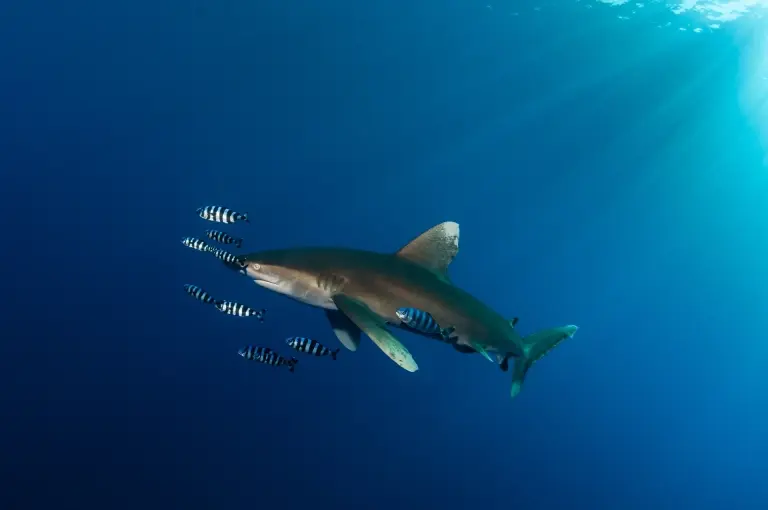 Ocecanic white-tip shark in Egypt