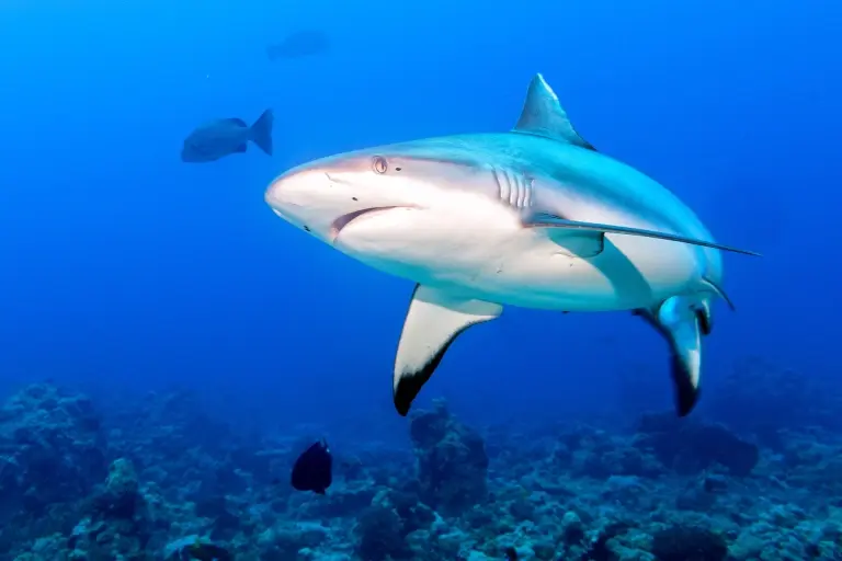 Grey shark in Sudan, the Red Sea