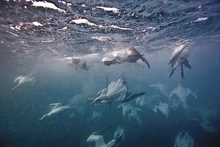 Gannets diving in the water, South Africa