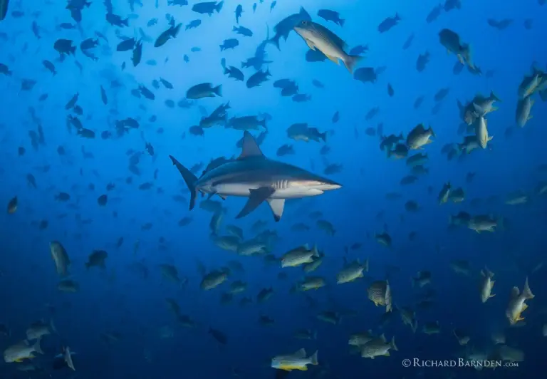 Grey reef shark & seabream in Palau