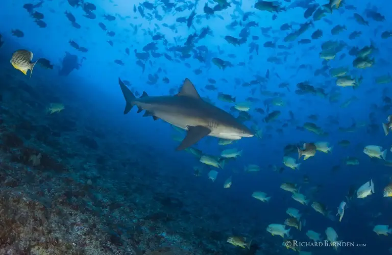 Grey reef shark in Palau