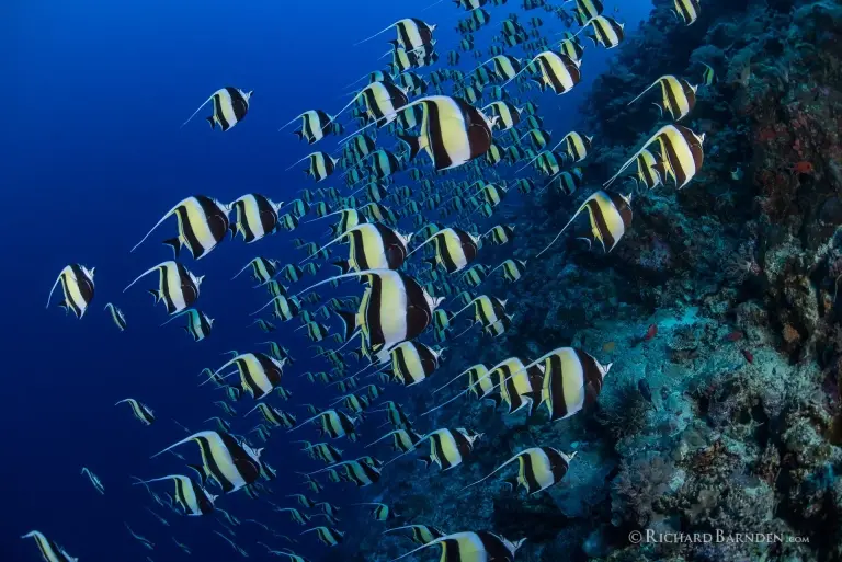 Moorish idol spawning in Palau