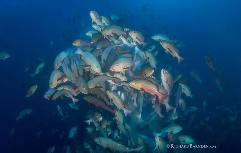 Red/twin spot snappers spawning in Palau