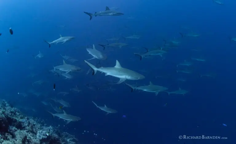 Reef sharks in Palau