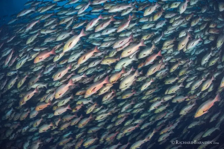 Twin spot snappers spawning in Palau